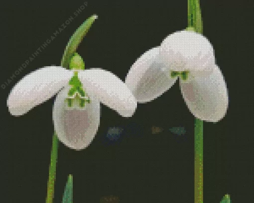 Snowdrops Diamond Painting