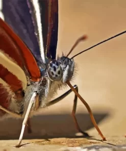 Butterfly Eye Diamond Painting