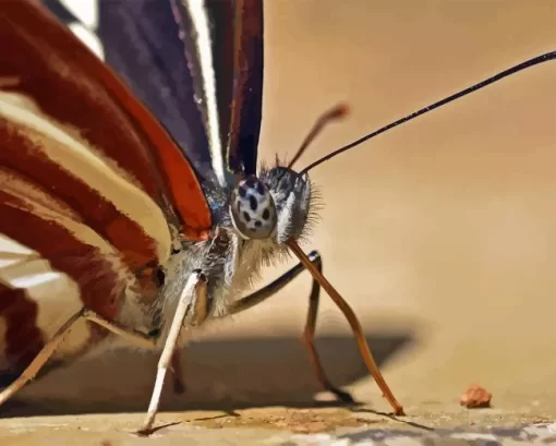 Butterfly Eye Diamond Painting