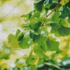 Green Ginkgo Tree Diamond Painting