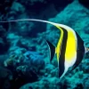 Moorish Idol Diamond Painting