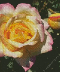 Rosa Peace Flower Diamond Painting