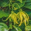 Ylang Ylang Diamond Painting