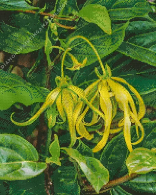 Ylang Ylang Diamond Painting