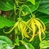 Ylang Ylang Diamond Painting