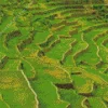 Batad Rice Terraces Diamond Painting