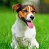 Parson Russell Terrier Diamond Painting