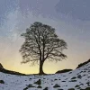 Sycamore Gap Tree Diamond Painting