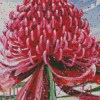 Waratah Telopea Diamond Painting