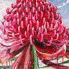 Waratah Telopea Diamond Painting