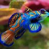 Beautiful Mandarin Fish Diamond Painting