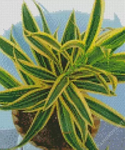 Dracaena Diamond Painting