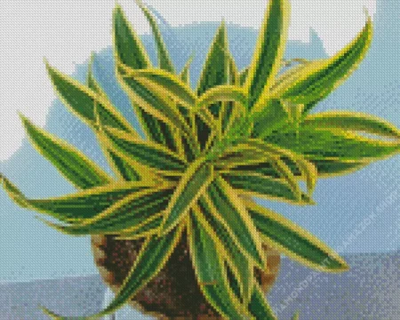 Dracaena Diamond Painting