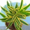 Dracaena Diamond Painting