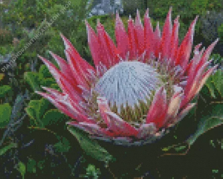King Protea Diamond Painting