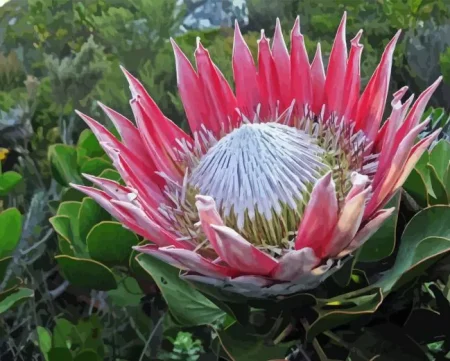 King Protea Diamond Painting