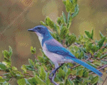 Aphelocoma Diamond Painting