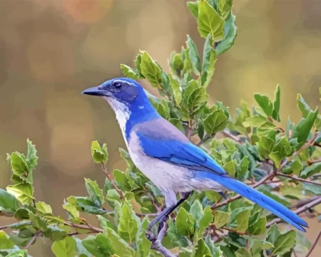 Aphelocoma Diamond Painting