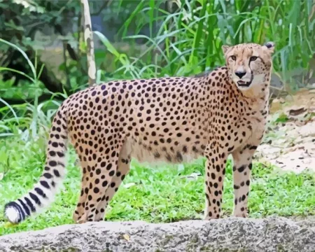 Asiatic Cheetah Diamond Painting