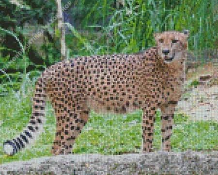Asiatic Cheetah Diamond Painting