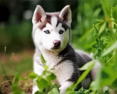 Baby Husky Diamond Painting