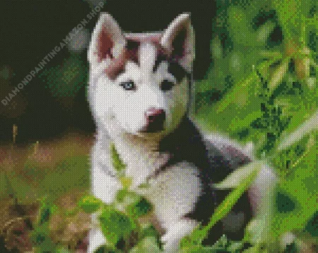 Baby Husky Diamond Painting