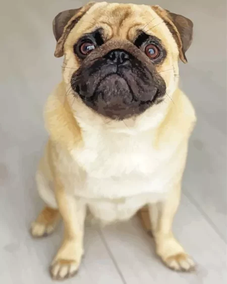 Baby Pug Diamond Painting
