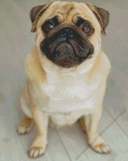 Baby Pug Diamond Painting