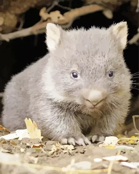 Baby Wombat Diamond Painting