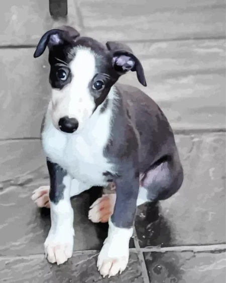 Whippet Puppy Diamond Painting