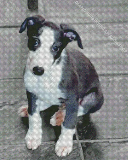 Whippet Puppy Diamond Painting