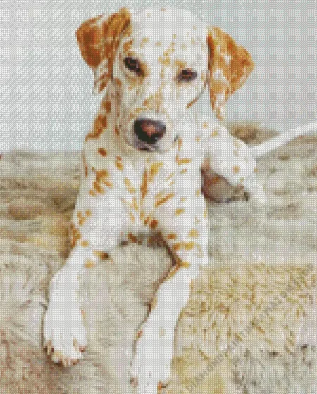 Dalmatian Dog Diamond Painting