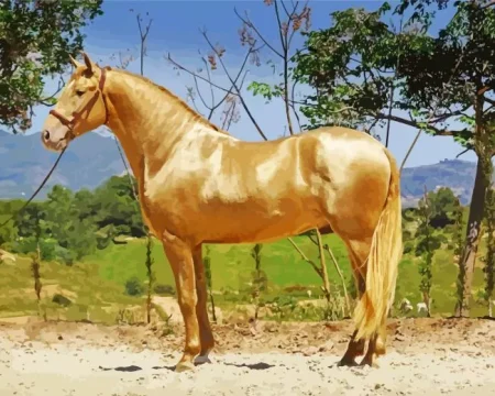 Stallion Horse Diamond Painting
