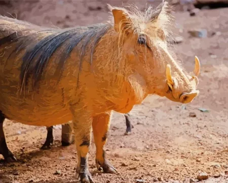 Common Warthog Diamond Painting