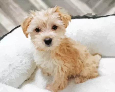 Blond Morkie Diamond Painting