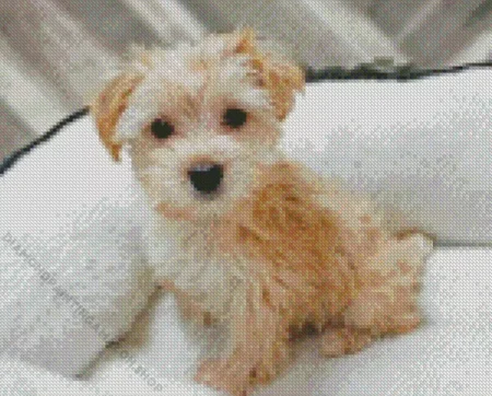 Blond Morkie Diamond Painting