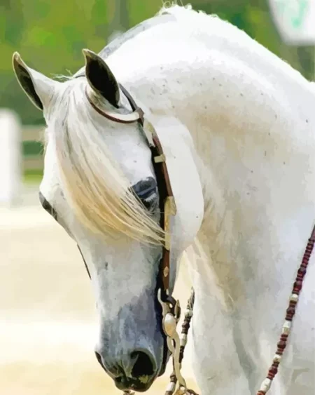 Blonde Arabian Horse Diamond Painting