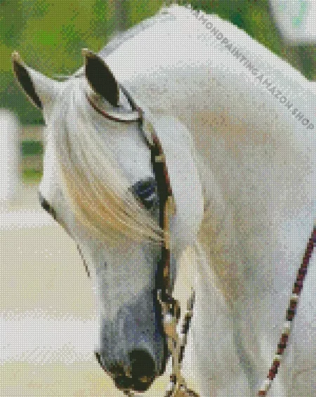 Blonde Arabian Horse Diamond Painting
