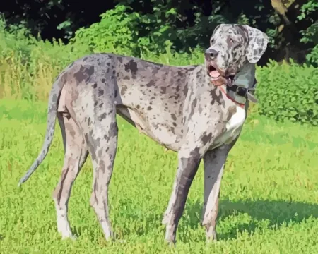 Great Danespeckled Diamond Painting