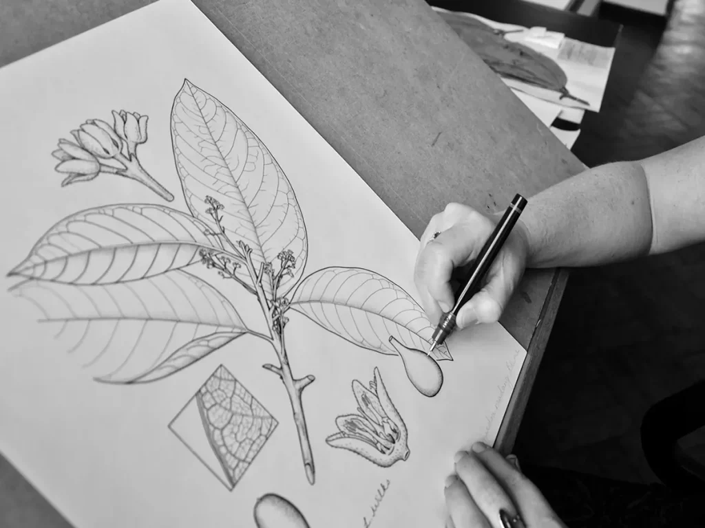 Botanical Sketching
