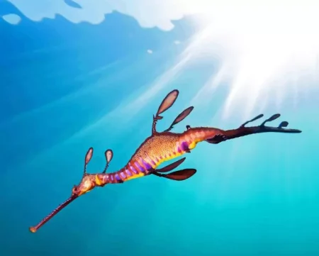 Leafy Seadragon Diamond Painting