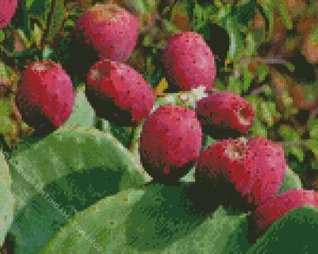Prickly Pear Diamond Painting