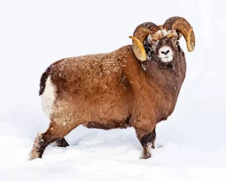Sheep In Snow Diamond Painting